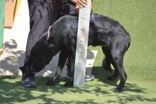 CURRA, Hund, Labrador Retriever in Spanien - Bild 9