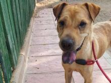 KENYA, Hund, Shar Pei in Spanien - Bild 1