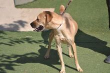 KENYA, Hund, Shar Pei in Spanien - Bild 4