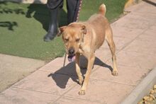 KENYA, Hund, Shar Pei in Spanien - Bild 6