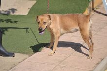 KENYA, Hund, Shar Pei in Spanien - Bild 7