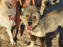 TORO, Hund, Spanischer Wasserhund-Mix in Spanien - Bild 2