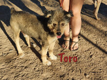 TORO, Hund, Spanischer Wasserhund-Mix in Spanien - Bild 3