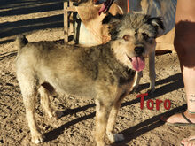 TORO, Hund, Spanischer Wasserhund-Mix in Spanien - Bild 4