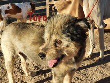 TORO, Hund, Spanischer Wasserhund-Mix in Spanien - Bild 5