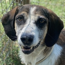 JOSEFINE, Hund, Mischlingshund in Griechenland - Bild 1