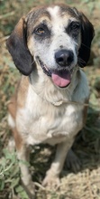 JOSEFINE, Hund, Mischlingshund in Griechenland - Bild 10