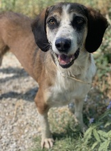 JOSEFINE, Hund, Mischlingshund in Griechenland - Bild 3