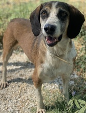 JOSEFINE, Hund, Mischlingshund in Griechenland - Bild 4