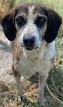 JOSEFINE, Hund, Mischlingshund in Griechenland - Bild 5