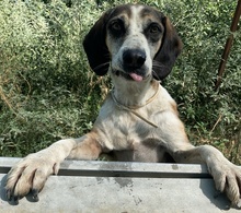 JOSEFINE, Hund, Mischlingshund in Griechenland - Bild 6