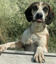 JOSEFINE, Hund, Mischlingshund in Griechenland - Bild 7