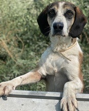JOSEFINE, Hund, Mischlingshund in Griechenland - Bild 8