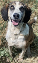 JOSEFINE, Hund, Mischlingshund in Griechenland - Bild 9