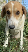 KATJA, Hund, Mischlingshund in Griechenland - Bild 1