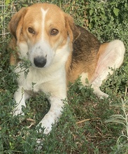 KATJA, Hund, Mischlingshund in Griechenland - Bild 10