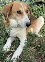 KATJA, Hund, Mischlingshund in Griechenland - Bild 12