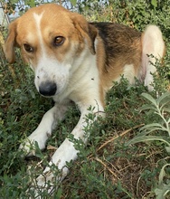 KATJA, Hund, Mischlingshund in Griechenland - Bild 13