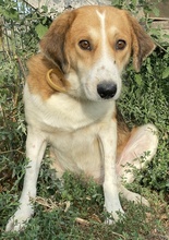 KATJA, Hund, Mischlingshund in Griechenland - Bild 2