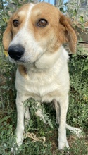 KATJA, Hund, Mischlingshund in Griechenland - Bild 3