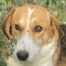 KATJA, Hund, Mischlingshund in Griechenland - Bild 4