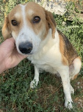 KATJA, Hund, Mischlingshund in Griechenland - Bild 5