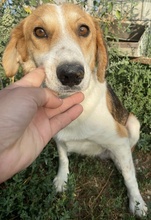 KATJA, Hund, Mischlingshund in Griechenland - Bild 6