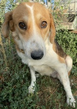 KATJA, Hund, Mischlingshund in Griechenland - Bild 7