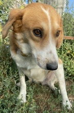 KATJA, Hund, Mischlingshund in Griechenland - Bild 8