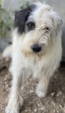 HELIANE, Hund, Mischlingshund in Markdorf - Bild 10