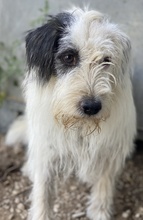 HELIANE, Hund, Mischlingshund in Markdorf - Bild 11