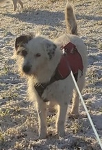 HELIANE, Hund, Mischlingshund in Markdorf - Bild 34