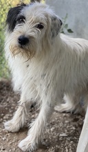 HELIANE, Hund, Mischlingshund in Markdorf - Bild 5