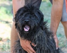 JERRYLEE, Hund, Mischlingshund in Ungarn - Bild 1