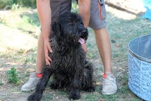 JERRYLEE, Hund, Mischlingshund in Ungarn - Bild 4