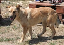 CUKI, Hund, Mischlingshund in Ungarn - Bild 1