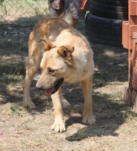 CUKI, Hund, Mischlingshund in Ungarn - Bild 2