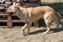 CUKI, Hund, Mischlingshund in Ungarn - Bild 4