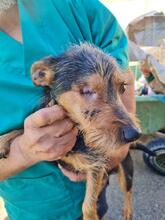PIRATO, Hund, Terrier-Mix in Spanien - Bild 2