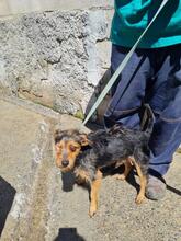 PIRATO, Hund, Terrier-Mix in Spanien - Bild 3