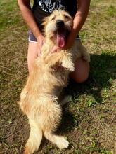 SUNSHINEY45, Hund, Mischlingshund in Slowakische Republik - Bild 10