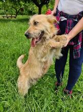 SUNSHINEY45, Hund, Mischlingshund in Slowakische Republik - Bild 12