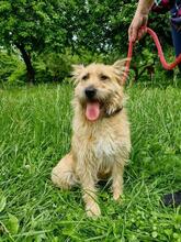 SUNSHINEY45, Hund, Mischlingshund in Slowakische Republik - Bild 13