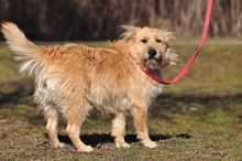 SUNSHINEY45, Hund, Mischlingshund in Slowakische Republik - Bild 14