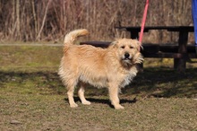 SUNSHINEY45, Hund, Mischlingshund in Slowakische Republik - Bild 15