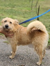 SUNSHINEY45, Hund, Mischlingshund in Slowakische Republik - Bild 19
