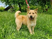 SUNSHINEY45, Hund, Mischlingshund in Slowakische Republik - Bild 2
