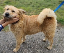 SUNSHINEY45, Hund, Mischlingshund in Slowakische Republik - Bild 20
