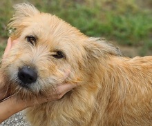 SUNSHINEY45, Hund, Mischlingshund in Slowakische Republik - Bild 21