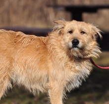 SUNSHINEY45, Hund, Mischlingshund in Slowakische Republik - Bild 22
